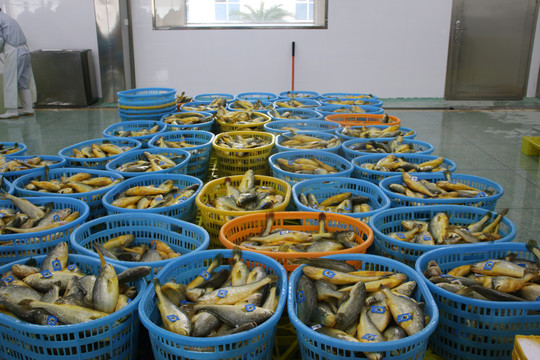 海鱼养殖场
