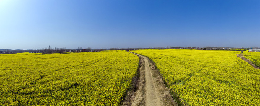 油菜花海宽幅大图