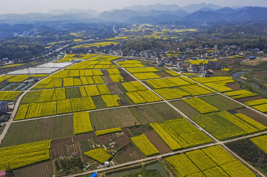 油菜