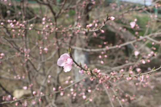 粉色桃花