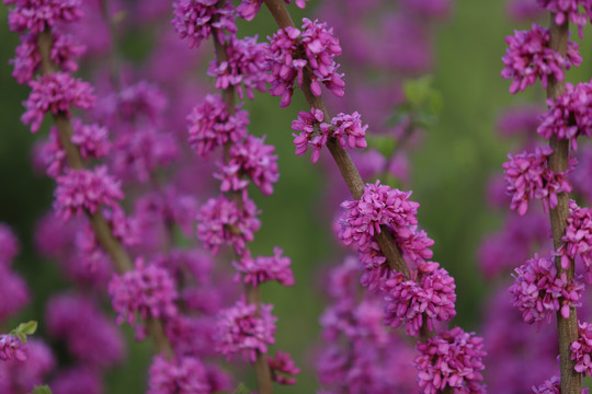 紫花