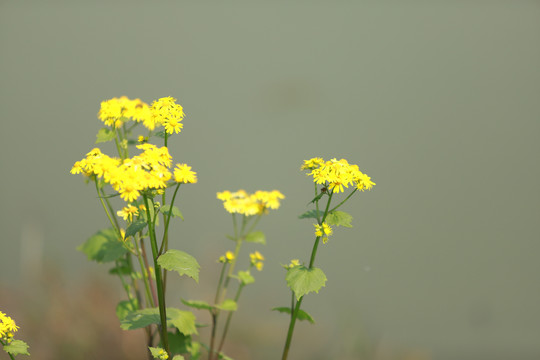 花花草草