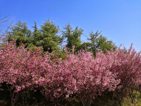 海棠花开