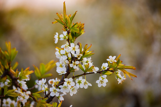 桃花