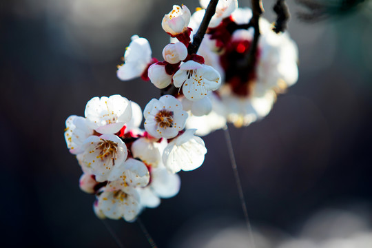 桃花