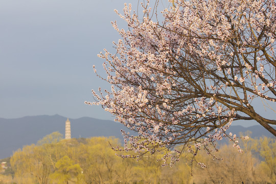 春天桃花映衬下的北京西山玉泉塔