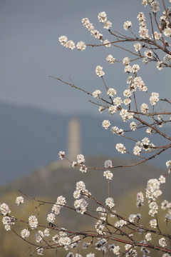 春天桃花映衬下的北京西山玉泉塔