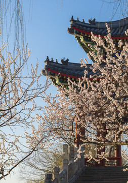 北京颐和园西堤练桥山桃花盛开