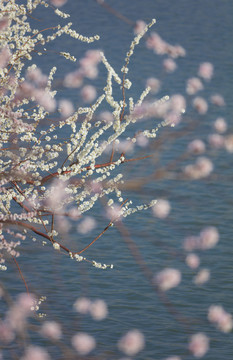 北京颐和园西堤盛开的山桃花