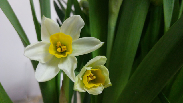 水仙花