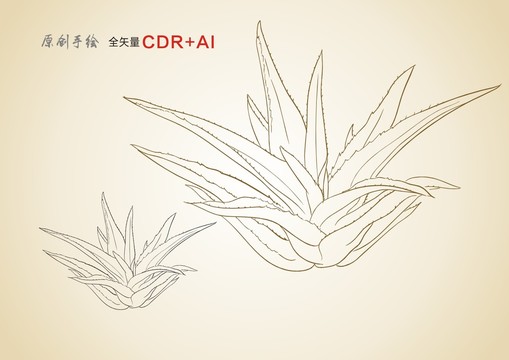 芦荟手绘芦荟线稿矢量芦荟插画