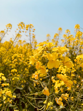 油菜花