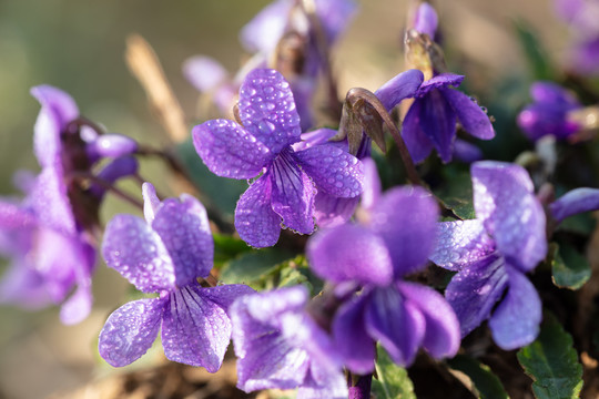 堇菜堇堇菜