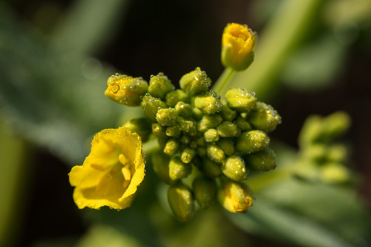 油菜花