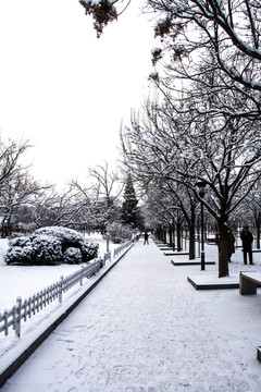 挂着雪花的一排树与人行路雪景