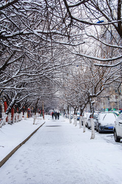 直直的人行路与一排树木雪景