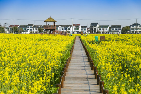 望亭花海