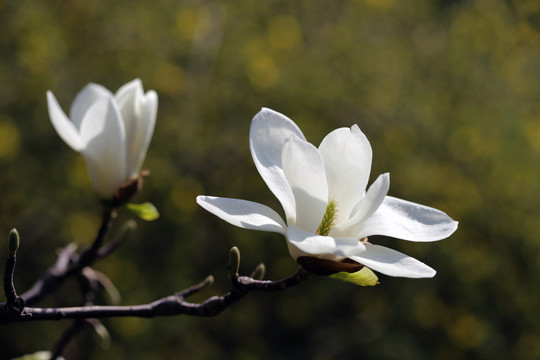 白玉兰花