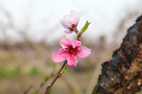 桃花特写