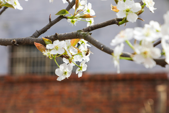 梨树花