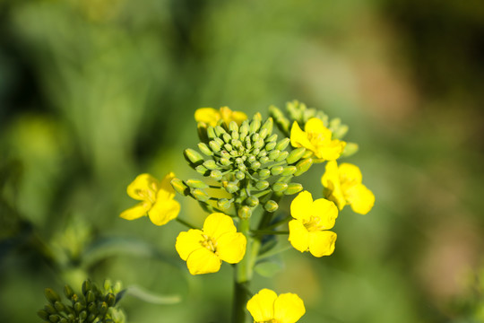 油菜花高清