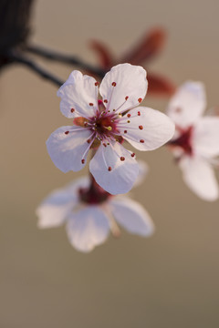 紫叶李花