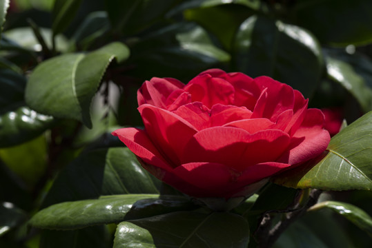 山茶花