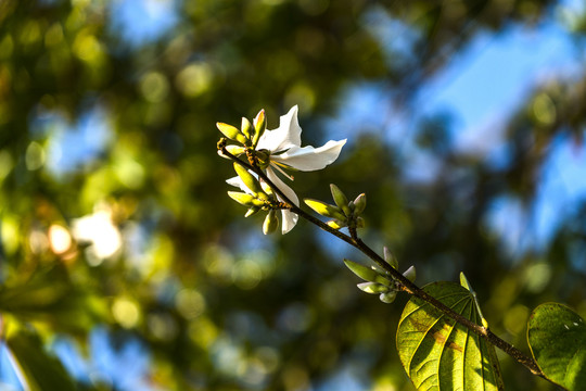 花