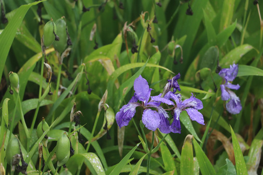 马兰花