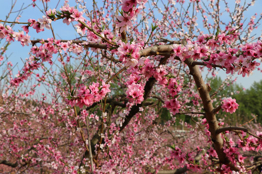 春季桃花