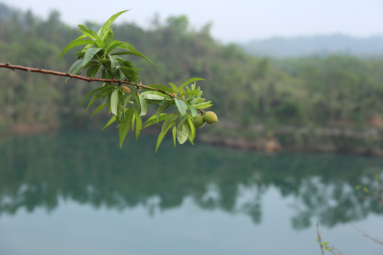 惠州红花湖桃树