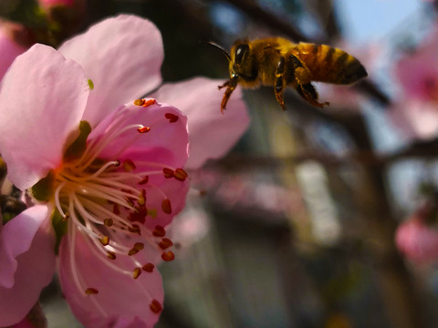 桃花蜜蜂