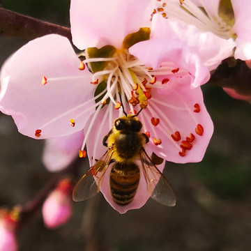 桃花蜜蜂