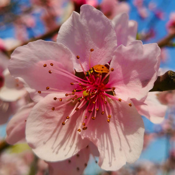 桃花瓢虫