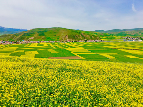 百万油菜