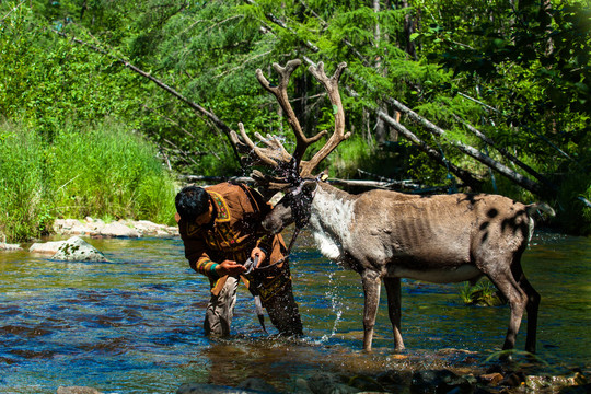 河流小溪中给驯鹿洗澡的鄂温克人