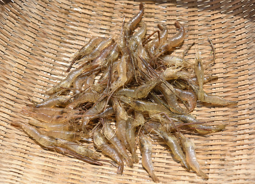 河虾