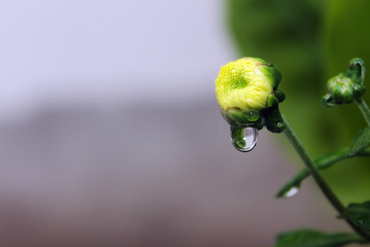 菊花花朵上的雨后水滴
