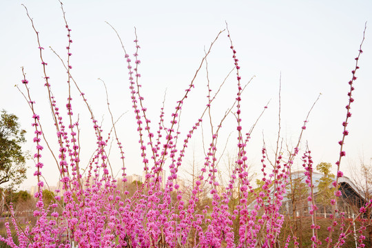 紫荆花花条