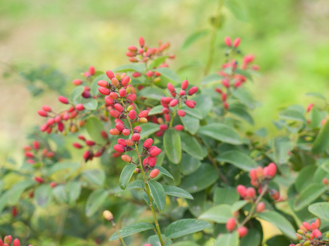 鼠李科植物多叶勾儿茶