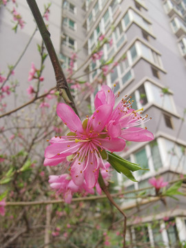 桃花