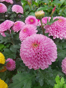 菊花