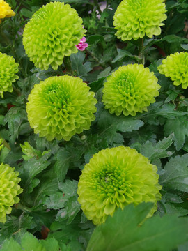 菊花