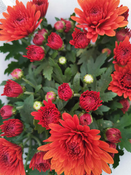 菊花