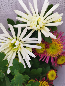 菊花