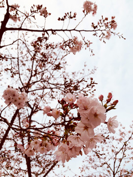 樱花