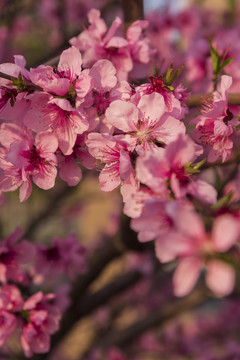 春暖花开