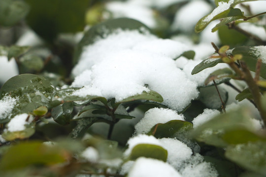 雪