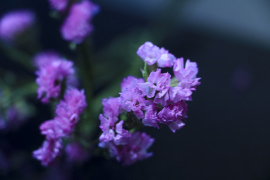 干花