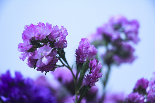 干花